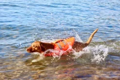 koiran kelluntaliivi, XL-XXL-Active Canis Sale