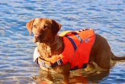 Active Canis koirien kelluntaliivi, M-L New