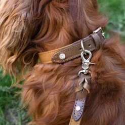 Signature kaulapanta, XL-XXL, Brown/Mustard-Denjo Dogs Fashion