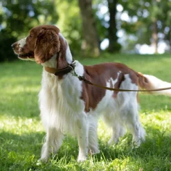 Signature kaulapanta, XL-XXL, Brown/Mustard-Denjo Dogs Fashion