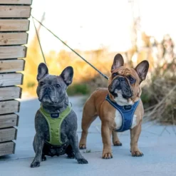Comfort Walk Go Harness Desert Dune M-DOG Copenhagen Clearance