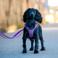 Comfort Walk Go Harness koiran valjaat, M, Purple Passion-DOG Copenhagen New