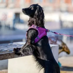 DOG Copenhagen Comfort Walk Go Harness Lemon S Fashion