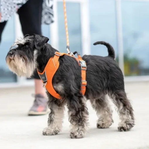 Comfort Walk Pro Harness Desert Dune XS-DOG Copenhagen Outlet