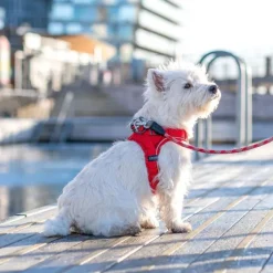 Comfort Walk Go Harness Desert Dune XXS-XS-DOG Copenhagen Online