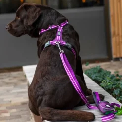 Comfort Walk Air Harness koiran valjaat, L-XL, Black-DOG Copenhagen Online