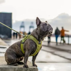 Comfort Walk Go Harness Lemon XXS-XS-DOG Copenhagen Discount