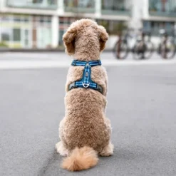 Comfort Walk Air Harness koiran valjaat, S-M, Orange Sun-DOG Copenhagen Discount