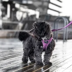 Comfort Walk Go Harness koiran valjaat, M, Black-DOG Copenhagen Discount