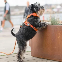 Comfort Walk Pro Harness Desert Dune XS-DOG Copenhagen Outlet