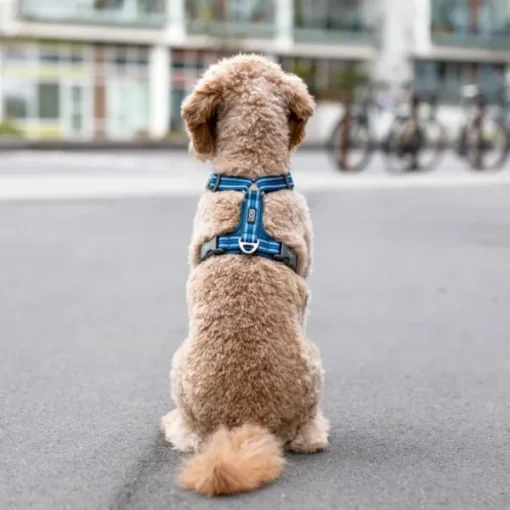 Comfort Walk Air Harness koiran valjaat, S-M, Black-DOG Copenhagen Clearance