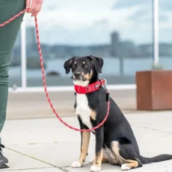 DOG Copenhagen Urban Explorer Collar Desert Dune Online