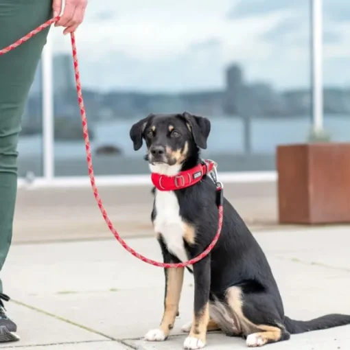 DOG Copenhagen Urban Explorer Collar Desert Dune Online