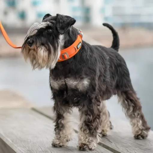 DOG Copenhagen Urban Explorer Collar kaulapanta, Black Fashion