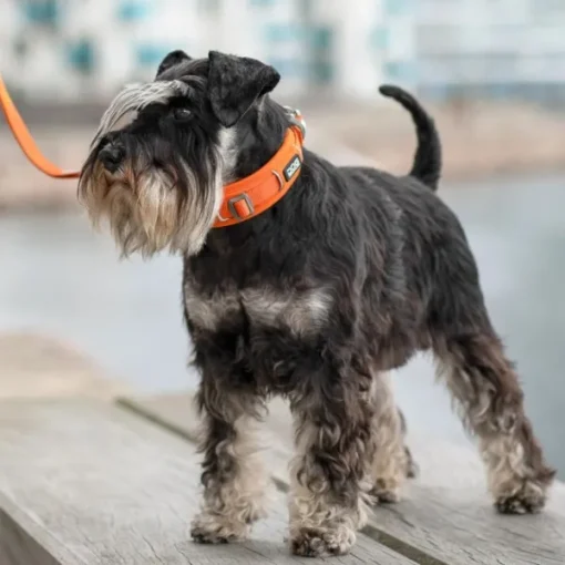DOG Copenhagen Urban Explorer Collar Desert Dune Online