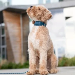 DOG Copenhagen Urban Explorer Collar Desert Dune Online