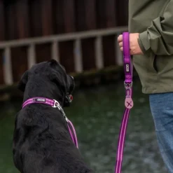 DOG Copenhagen Urban Style Collar kaulapanta, Purple Passion Hot
