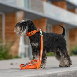 Urban Trail Leash talutushihna, Purple Passion-DOG Copenhagen New