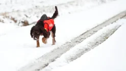 DogTech GPS Signal Red Best