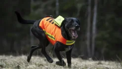 DogTech HiVis Vest koirien huomioliivi Hot