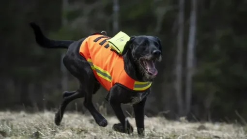 DogTech HiVis Vest koirien huomioliivi Hot