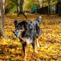 Fiboo kelluva aktivointipallo, sininen Fashion