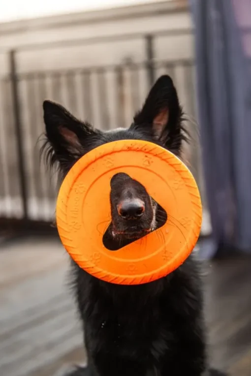 kelluva frisbee, 25 cm, oranssi-Fiboo New