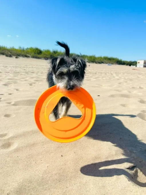 kelluva frisbee, 25 cm, oranssi-Fiboo New
