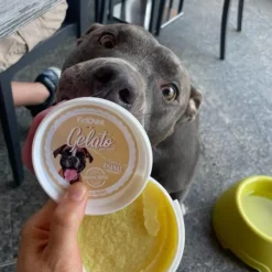 Fidovet koirien jäätelö Gelato Ananas 40g Outlet