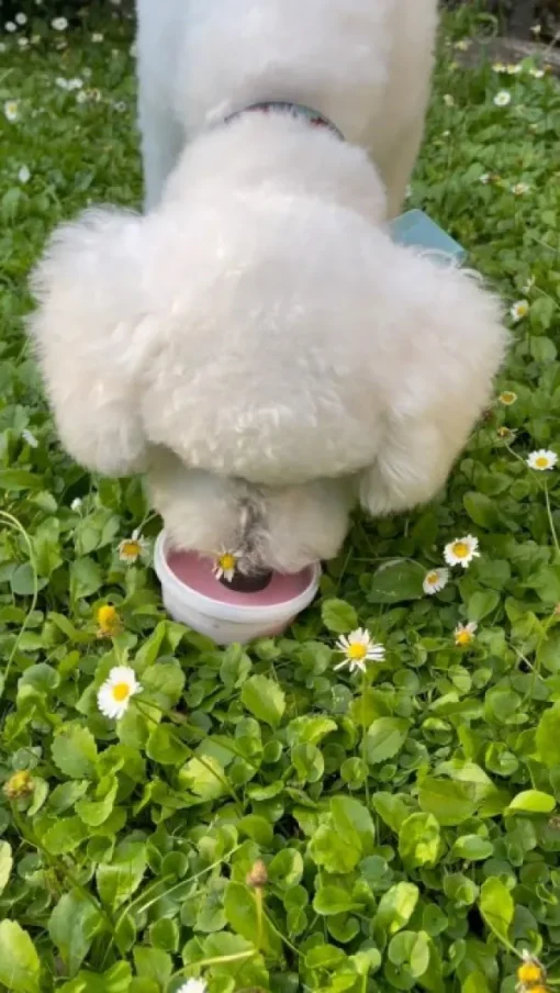 Fidovet koirien jäätelö Gelato mansikka 40g Discount