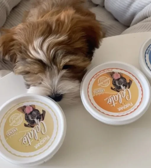 Fidovet koirien jäätelö Gelato Ananas 40g Outlet