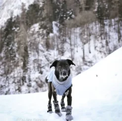 FinNero Hundsko HALLA koiran tossut, M-L, 4-pack, Reflex Grå Clearance
