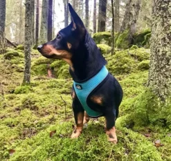 LIGHT Reflective Harness Pink M-FinNero Discount