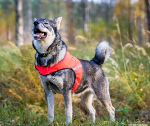 FinNero UKKO huomioliivi, XS, punainen/keltainen New