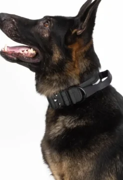 Hundra Tactical Dog Collar with Handle kaulapanta musta M Sale