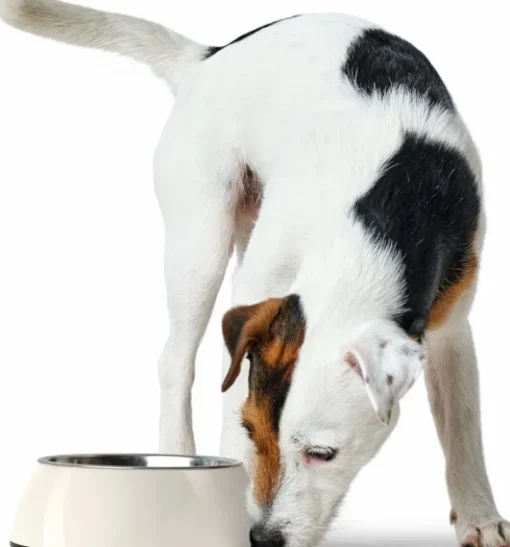 HUNTER Bowl Melamin koirankuppi, 350 ml, White Discount
