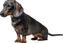 HUNTER Collar R&S Canadian UP kaulapanta, M-L, Black Fashion
