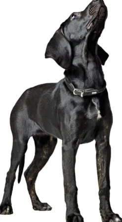 HUNTER Collar R&S Canadian UP kaulapanta, M-L, Black Fashion
