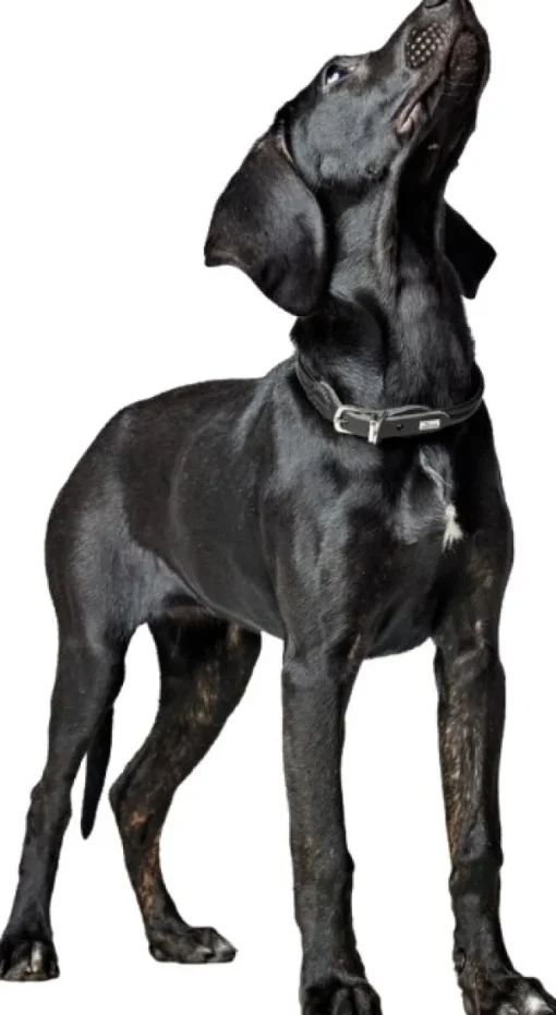 HUNTER Collar R&S Canadian UP kaulapanta, M-L, Black Fashion