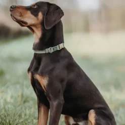 Inari Collar Alu-Strong koiran kaulapanta, 40 - 55 cm, Linden Green-HUNTER Clearance