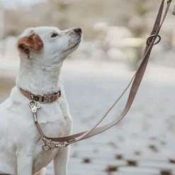 Inari T-Leash koiran talutushihna, 25/200 cm, Tan-HUNTER Best