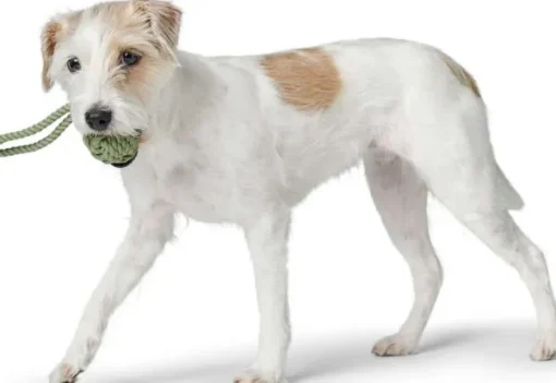 Inari Toy Dog Ball koiran heittolelu, M, Linden Green-HUNTER Hot