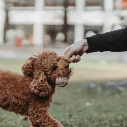 Inari Toy Dog Ball koiran heittolelu, M, Tan-HUNTER Fashion