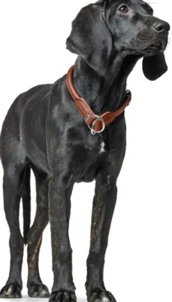 HUNTER T-Collar R&S Canadian UP puolikuristava kaulapanta, S-M, Cognac Discount