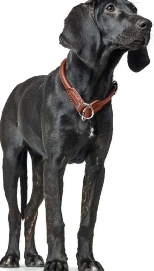 HUNTER T-Collar R&S Canadian UP puolikuristava kaulapanta, S-M, Cognac Discount
