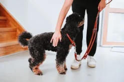 HUNTER T-Leash R&S Canadian UP monitoimihihna, 6/200, Cognac Online