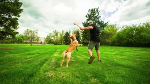 Toy Dog Flingerz Ball Thrower heittovarsi lelulla-HUNTER Online