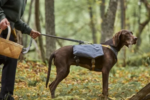 Expedition Pack ECO koiran reppu, 60-80cm, Blackberry-Hurtta Online