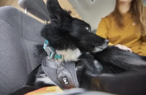 Travel Harness ECO 5-10kg koirien matkavaljaat, Blackberry-Hurtta Outlet