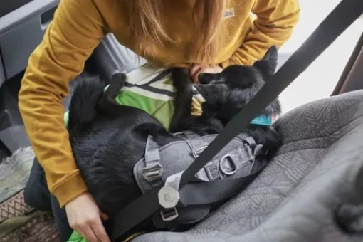 Travel Harness ECO 5-10kg koirien matkavaljaat, Blackberry-Hurtta Outlet
